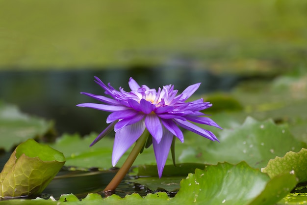 Lotus nénuphar fleur couleur pourpre, Naturellement belles fleurs dans le jardin