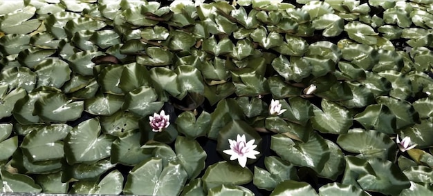 Lotus et nénuphars en fleurs