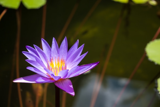 Lotus pourpre dans l&#39;étang au temple en Thaïlande