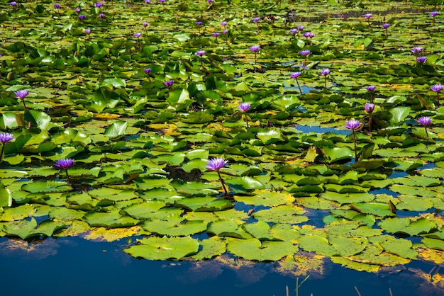 Lotus pourpre dans l&#39;étang de lotus