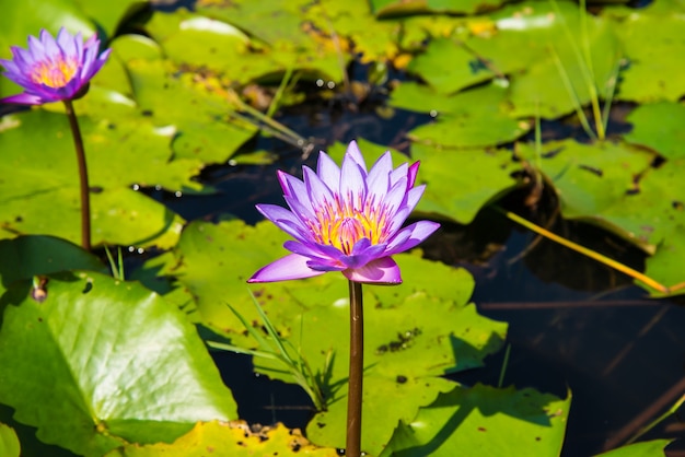 Lotus pourpre dans l&#39;étang de lotus