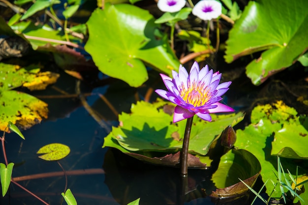 Lotus pourpre dans l&#39;étang de lotus