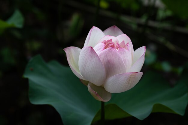 Lotus rose dans un environnement sombre