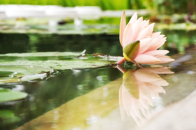 Lotus rose dans un étang. Fond de la nature. Fleur populaire pour une utilisation dans la religion.