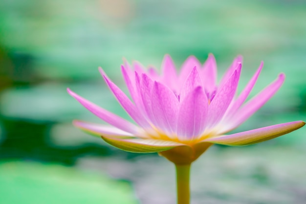 Lotus rose dans un étang joliment fleuri le matin