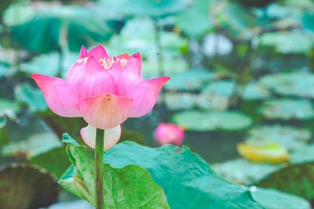 Lotus rose dans un étang naturel