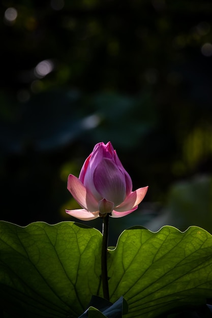 Lotus rose dans l&#39;étang