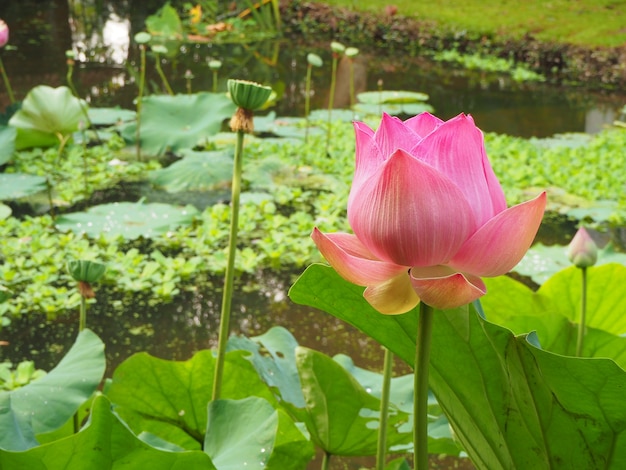 Lotus rose dans le marais