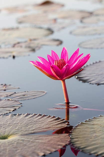 lotus rose dans les rivières