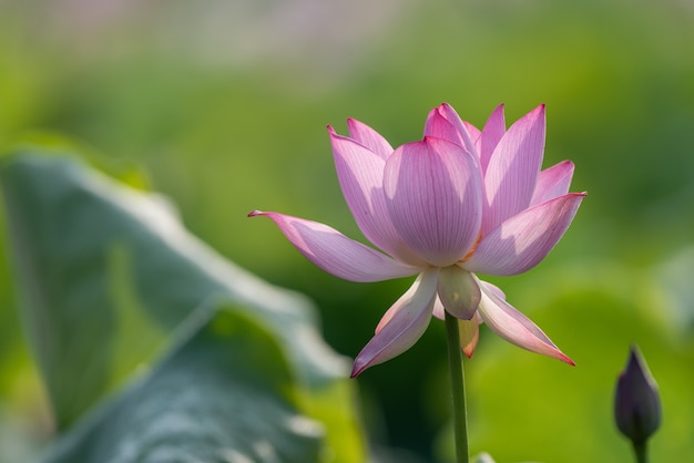 Lotus rose en étang de lotus d'été