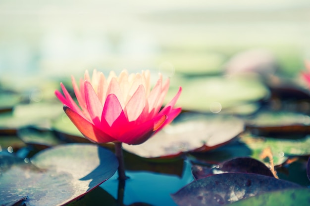 Lotus rose avec des feuilles vertes sur l'étang. Image macro, faible profondeur de champ. Fond de nature été floue