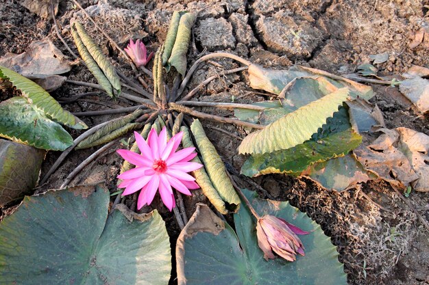 Le lotus rose fleurit le matin sur le sol sec.