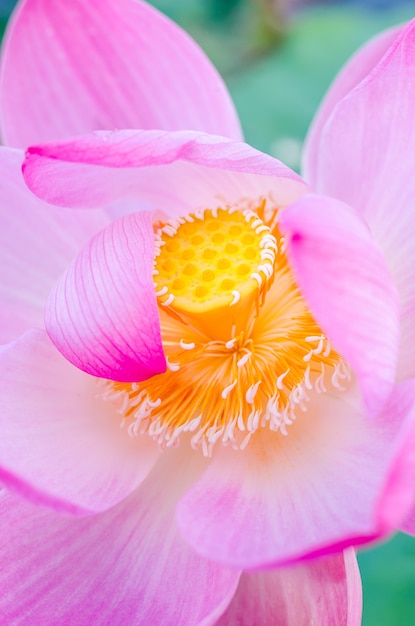 Lotus rose flottant sur le lac