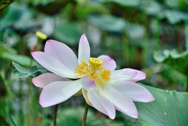 Lotus rose sur fond de feuille de lotus