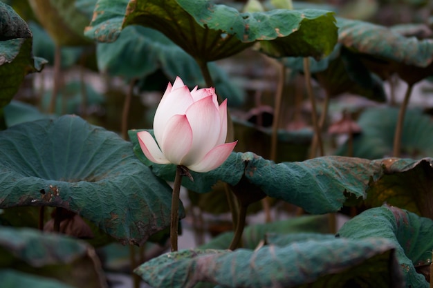 Lotus rose avec fond de feuille verte