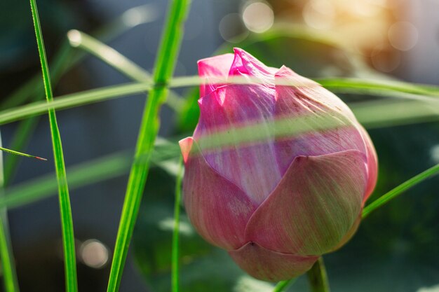 Lotus rose avec la lumière du soleil.