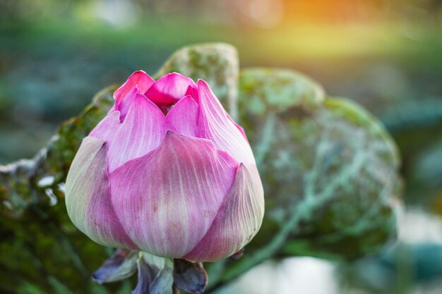 Lotus rose avec la nature.