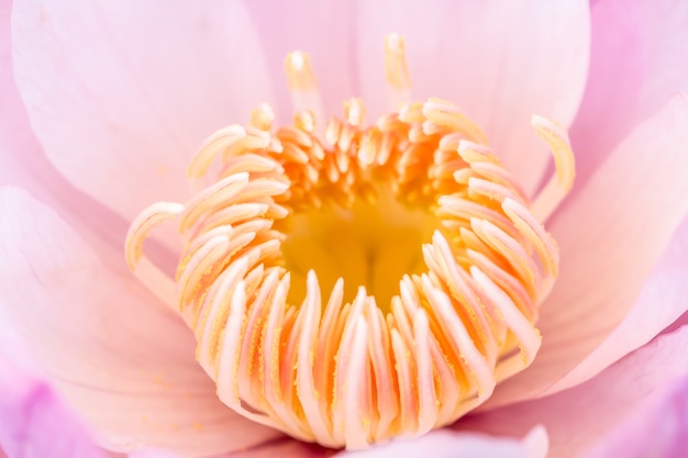 Lotus rose pollen