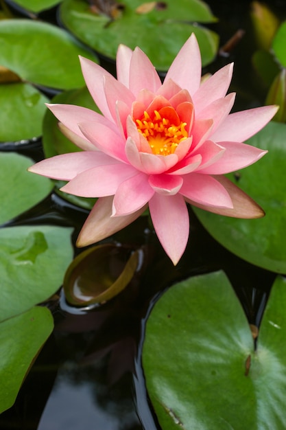 Lotus rose qui fleurit dans l&#39;étang. Nature et fond de fleurs. Fleur de nénuphar.