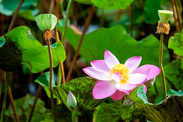 Photo le lotus rose qui pousse dans l'étang est magnifique le matin