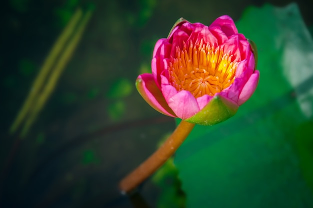 Lotus rose.