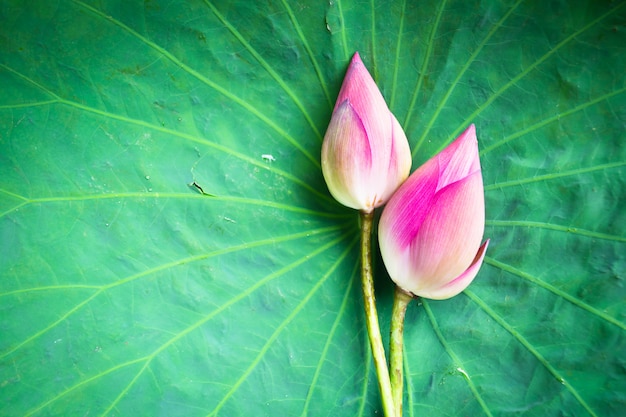 Photo lotus rose