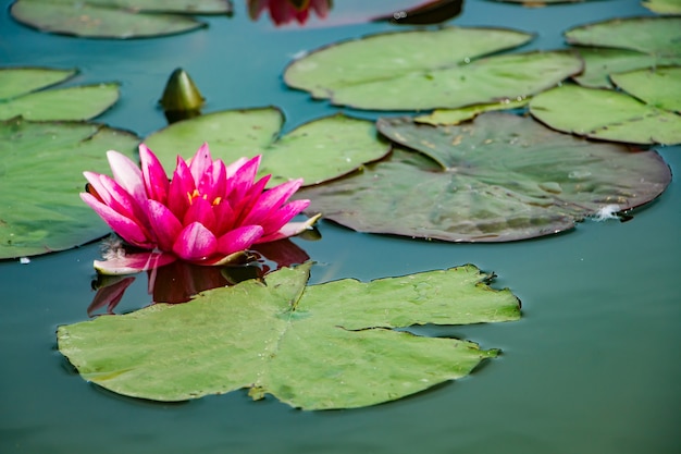 Lotus roses dans l'eau claire. Beaux nénuphars dans l'étang.