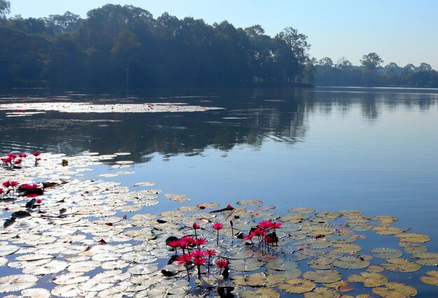 Lotus roses en fleurs dans l'eau sur l'étang