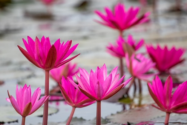 Lotus rouge dans le lac Udon Thani, Thaïlande