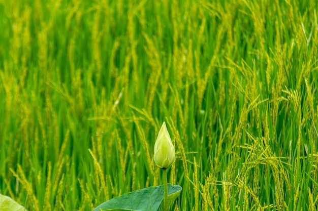 Lotus vert Les champs verts de riz et de céréales.