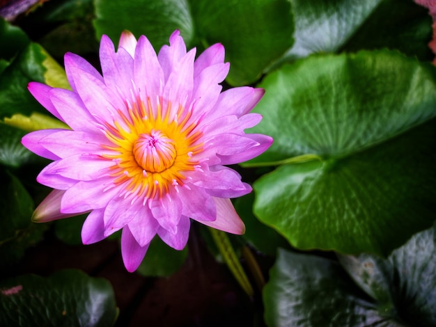 Lotus violet dans l'eau naturelle