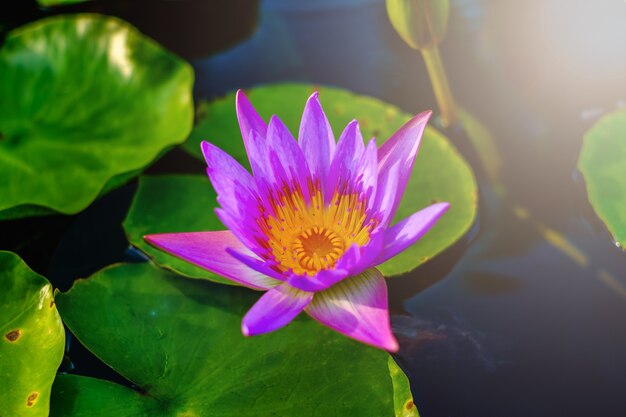 Lotus violet dans l&#39;étang