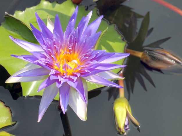 lotus violet dans le lac