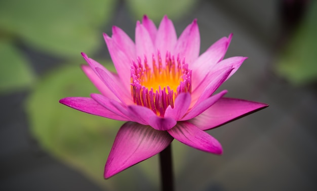 Lotus violet dans la piscine