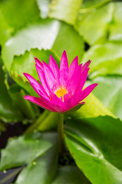 Lotus violet ou nénuphar violet dans un étang.