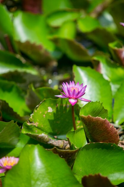 Lotus violet qui fleurit