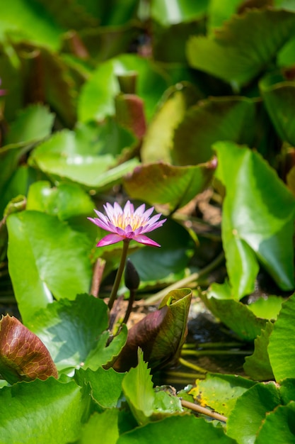 Lotus violet qui fleurit