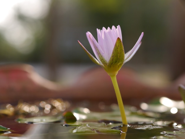 Lotus violet