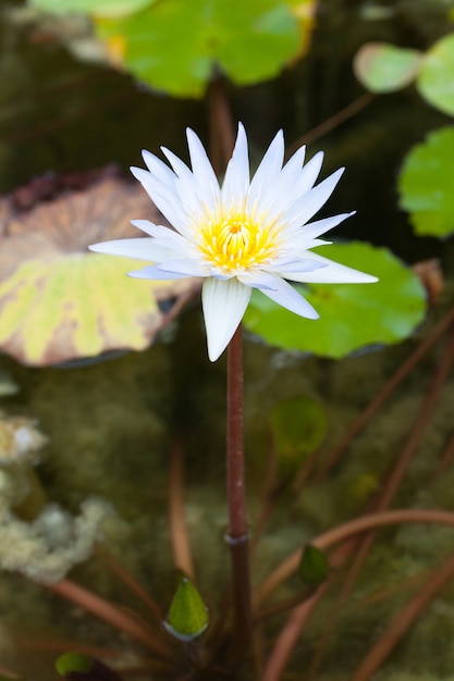 lotus