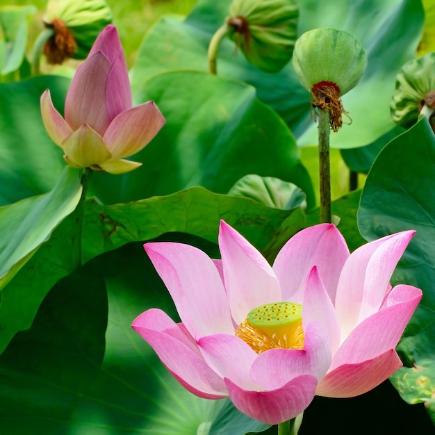 Lotus