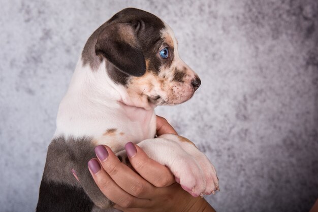 Louisiane Catahoula Leopard Dog chiot sur les mains