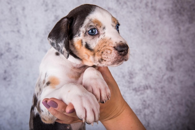 Louisiane Catahoula Leopard Dog chiot sur les mains