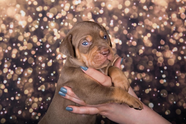 Louisiane Catahoula Leopard Dog chiot portrait sur fond de vacances