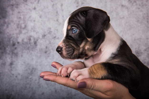 Louisiane Catahoula Leopard Dog puppy close up portrait de profil sur les mains sur fond gris