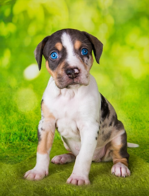 Louisiane Catahoula Leopard Dog puppy portrait