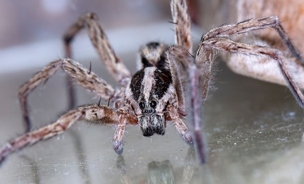 Photo loup araignée