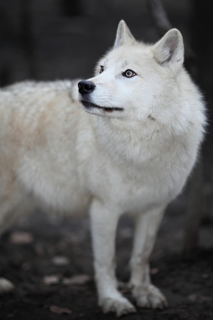 Le loup arctique canis lupus arctos aka Polar Wolf ou White Wolf Closeup portrait de ce beau prédateur