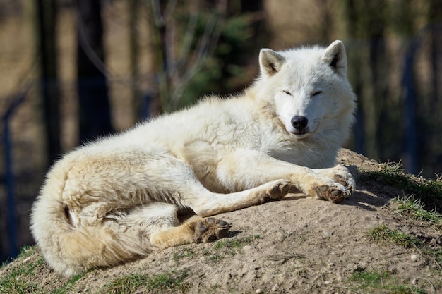 Le loup arctique Canis lupus arctos également connu sous le nom de loup de l'île Melville Loup couché au repos