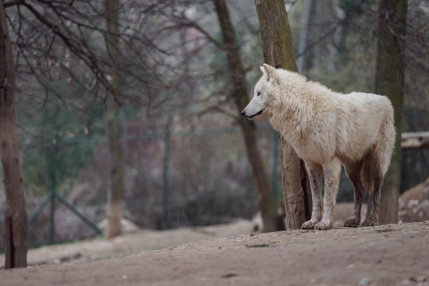 Le loup de l'Arctique