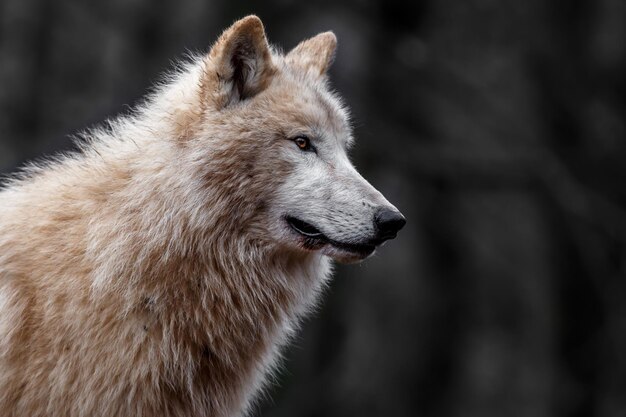 Le loup de l'Arctique